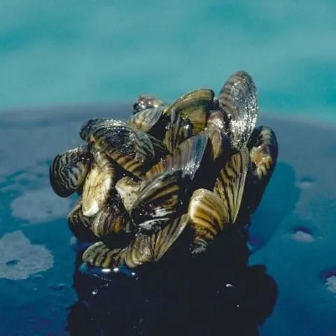 thumbnail for publication: Ecological Risk Assessment for Invasive Wildlife in Florida